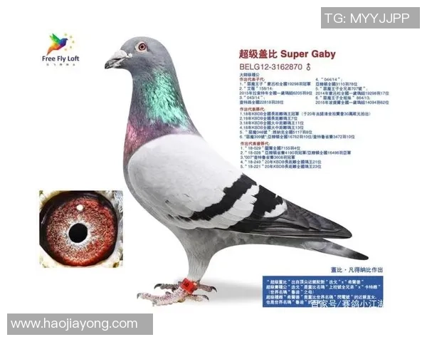 足球传奇迪亚哥的辉煌生涯与成就全解析 足球传奇迪亚哥的辉煌生涯与成就全解析